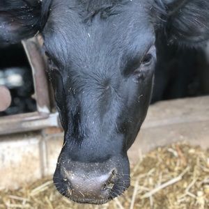 Meet your Posher, Cassandra